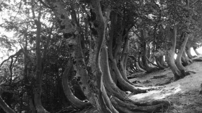 alberi piegati in b_N